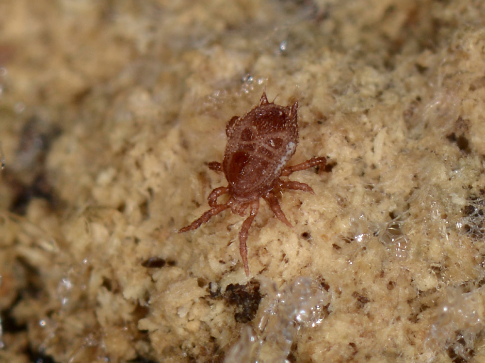 Acaro o zecca? Acaro Mesostigmata Sejidae: Sejus sp.